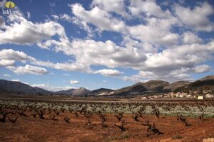 vung-ruou-vang-alicante