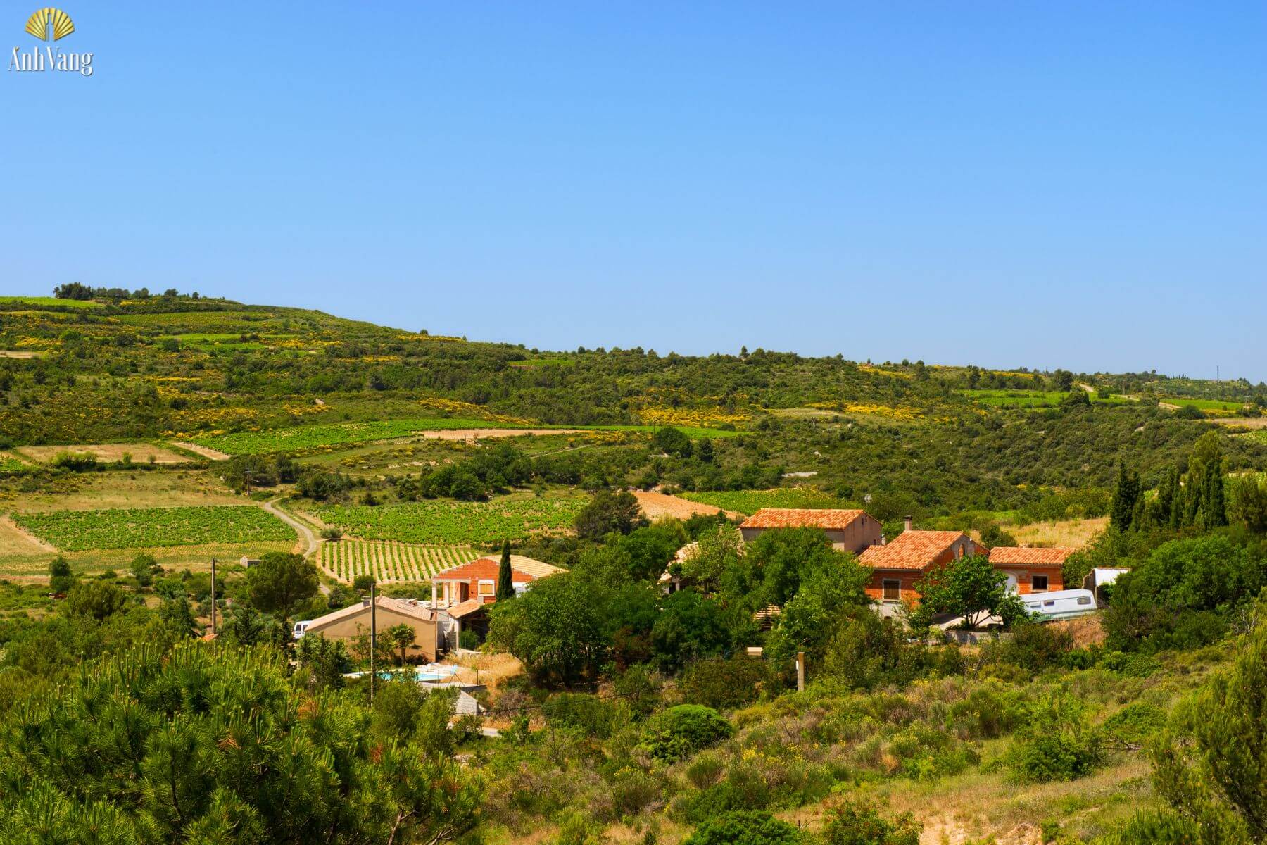 vung-trong-nho-cinsault