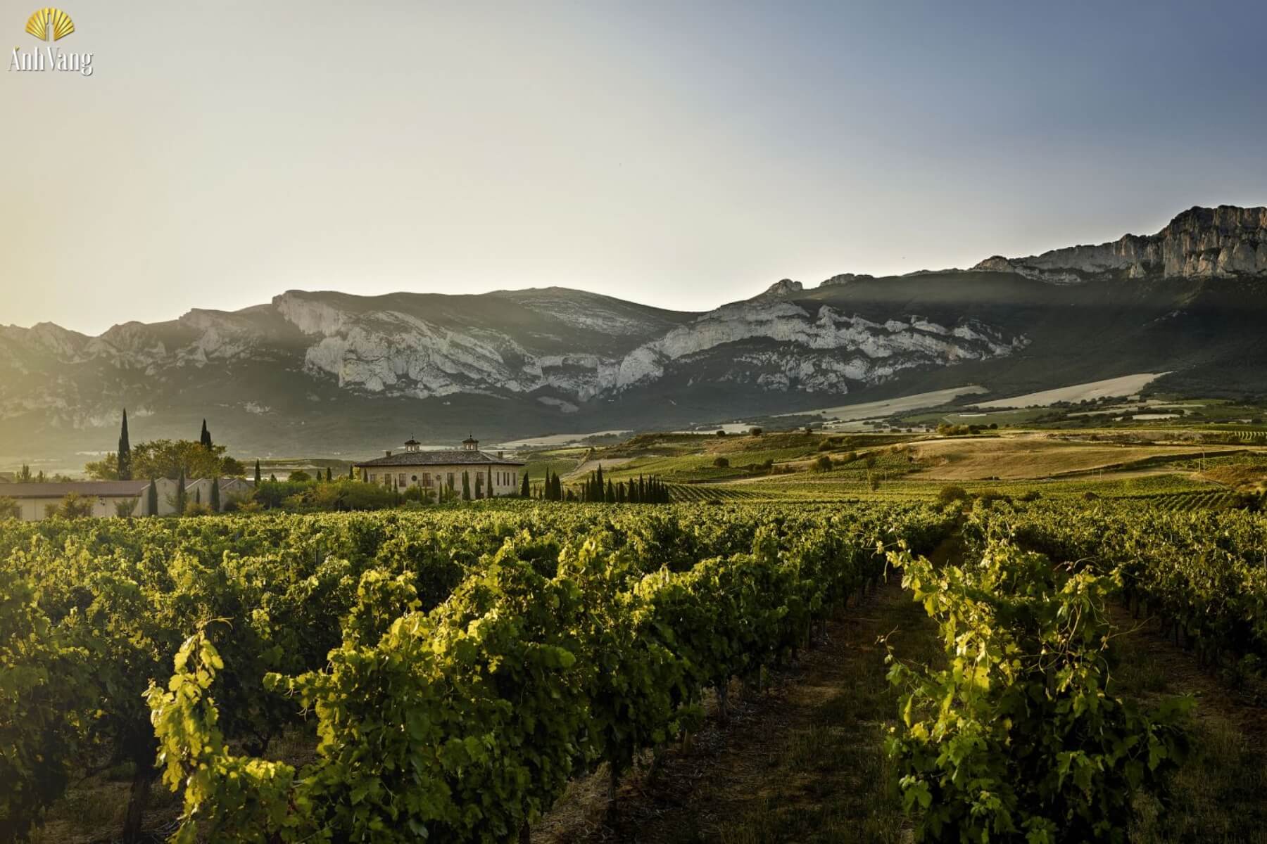 vung-trong-nho-mazuelo