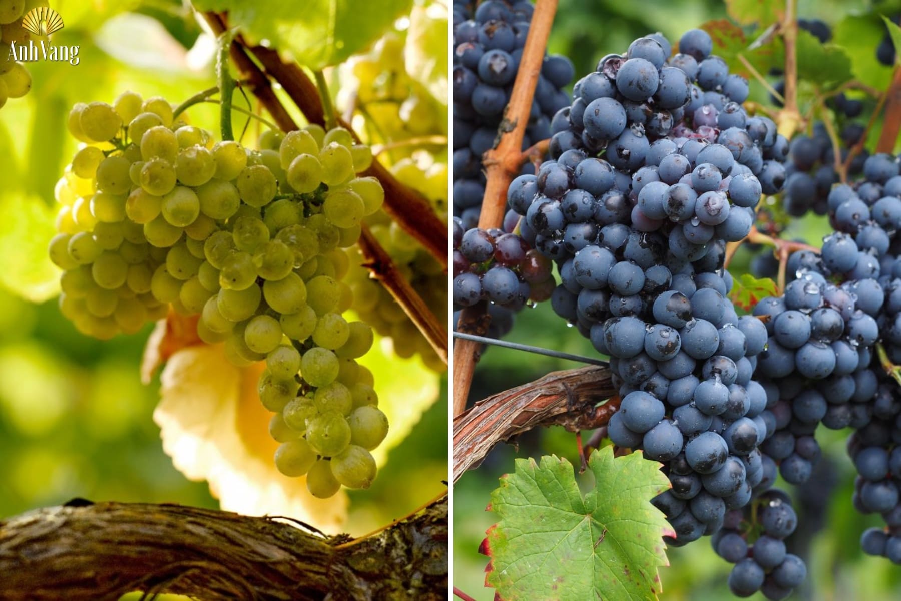 cac-giong-nho-cua-vung-ruou-vang-bierzo