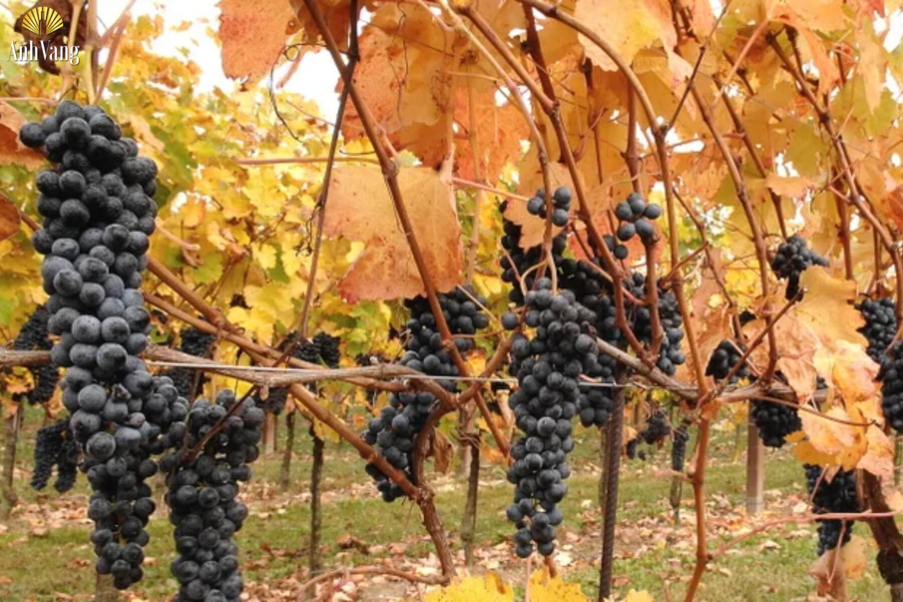 dac-diem-giong-nho-Raboso-Piave