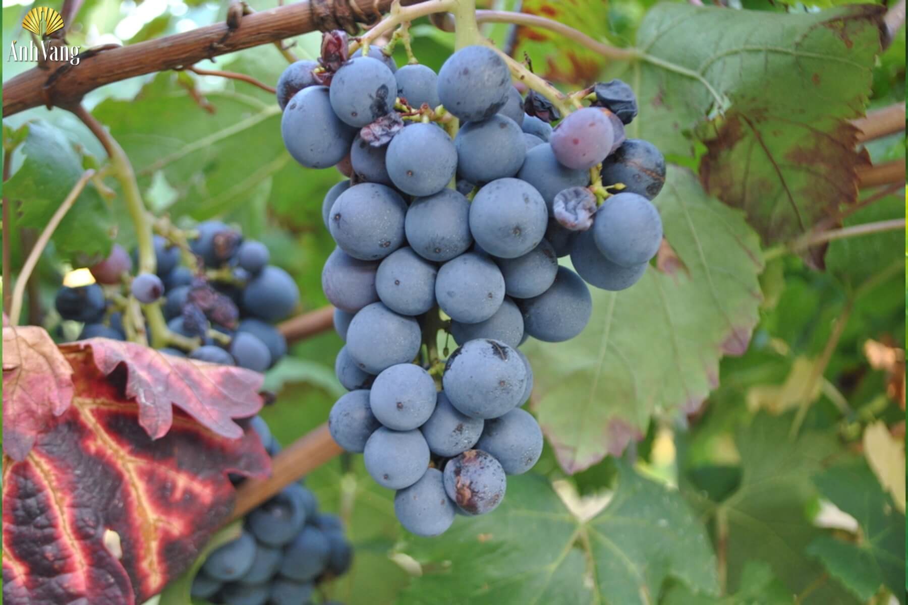 dac-diem-giong-nho-Turchetta