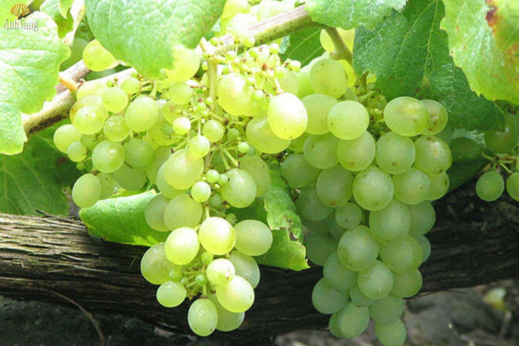 dac-diem-nho-verdejo
