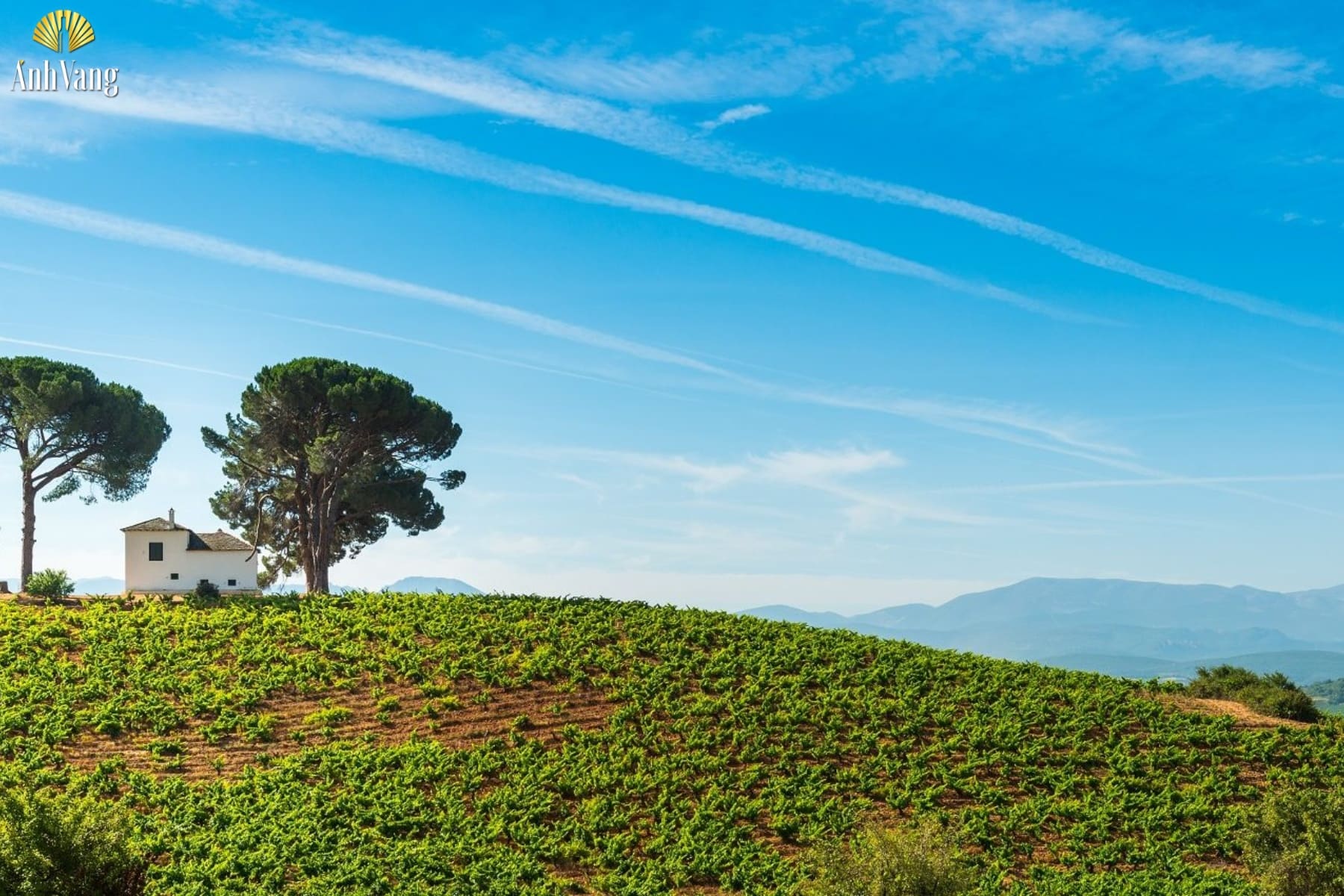 dac-diem-vung-ruou-vang-bierzo