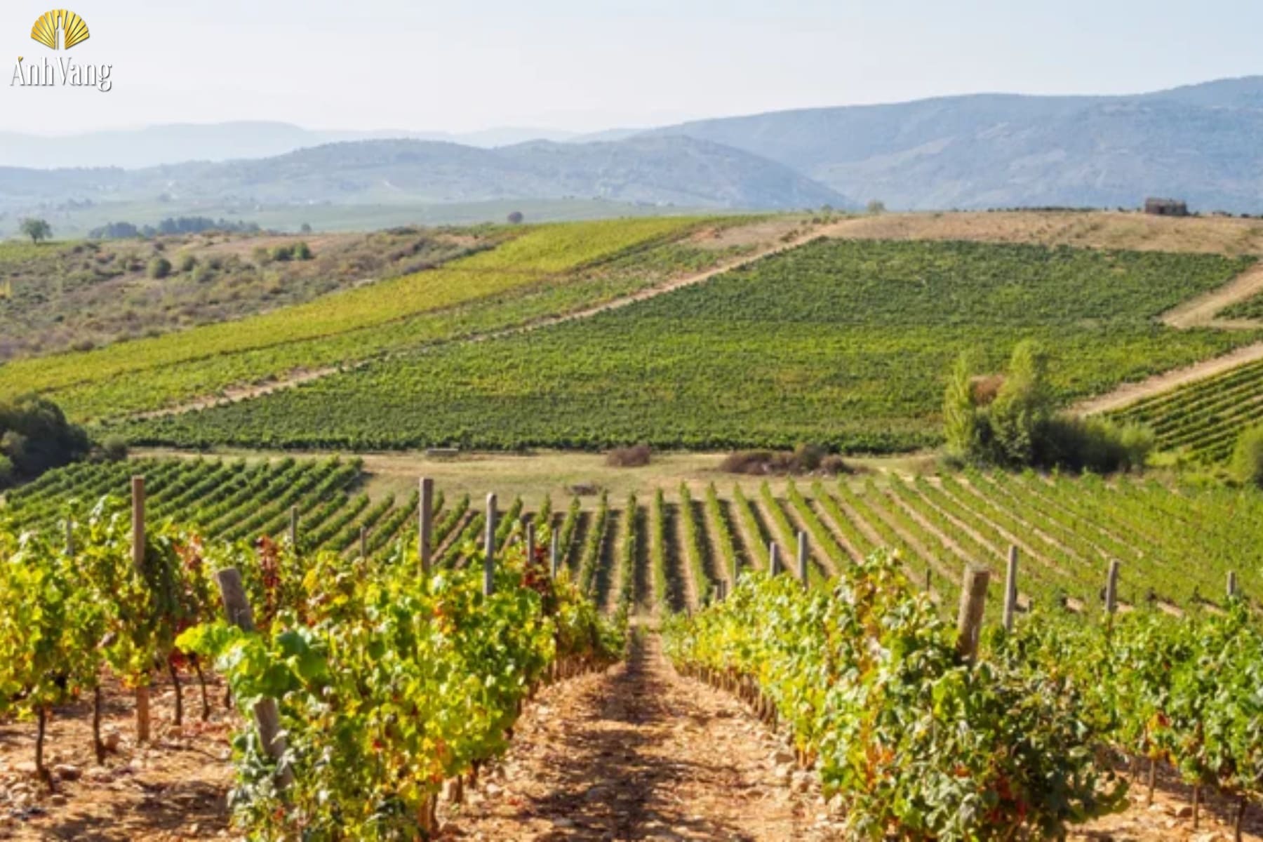 gioi-thieu-vung-ruou-vang-bierzo