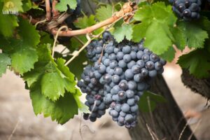 giong-nho-Raboso-Piave-1