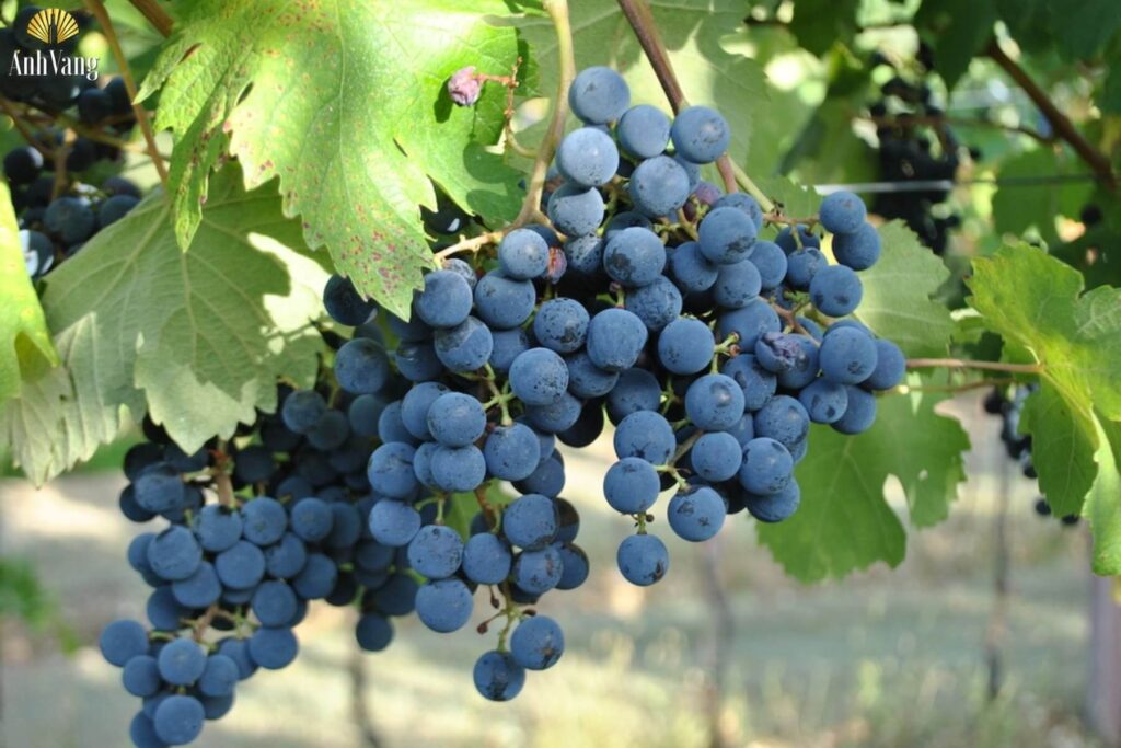 giong-nho-Turchetta-1