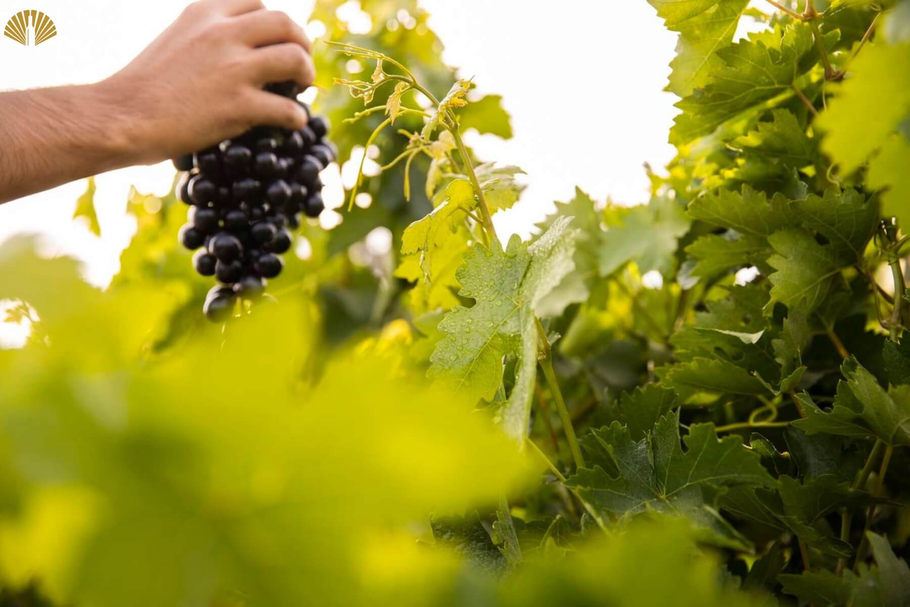 kien-thuc-ruou-vang-co-ban-4