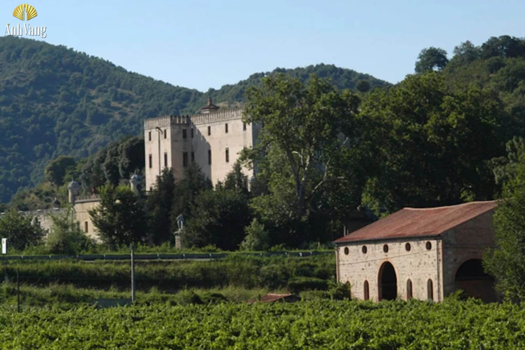 lich-su-giong-nho-Turchetta