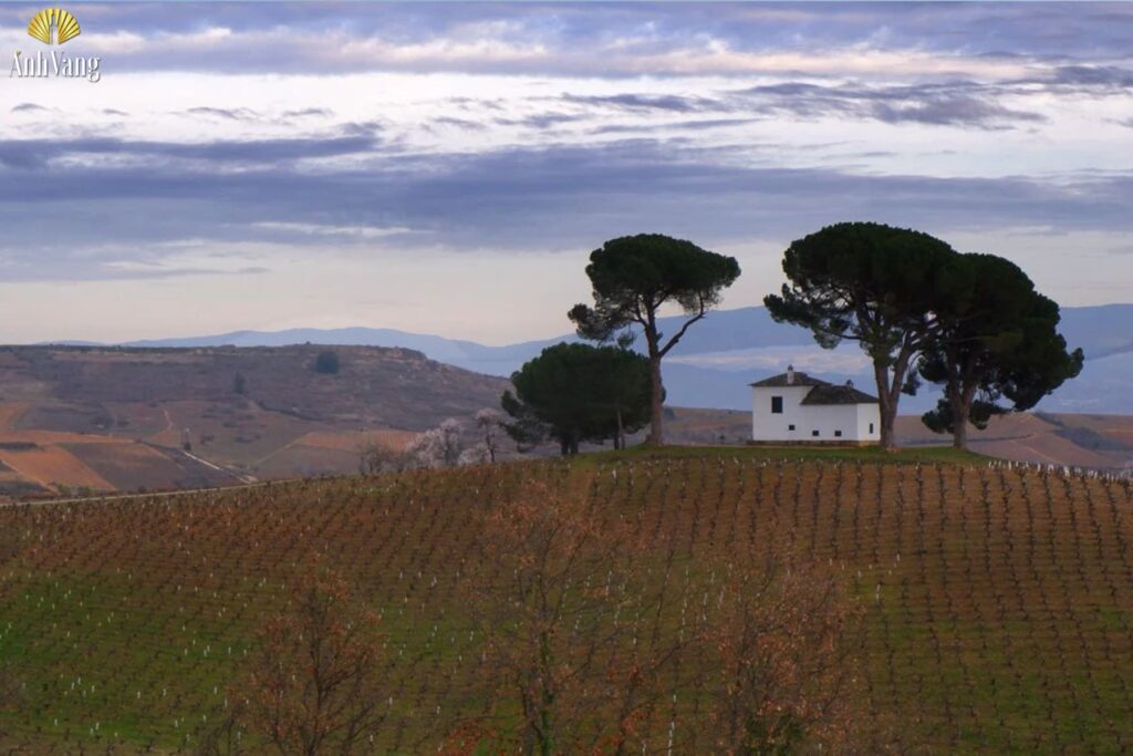 vung-ruou-vang-bierzo