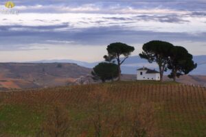 vung-ruou-vang-bierzo