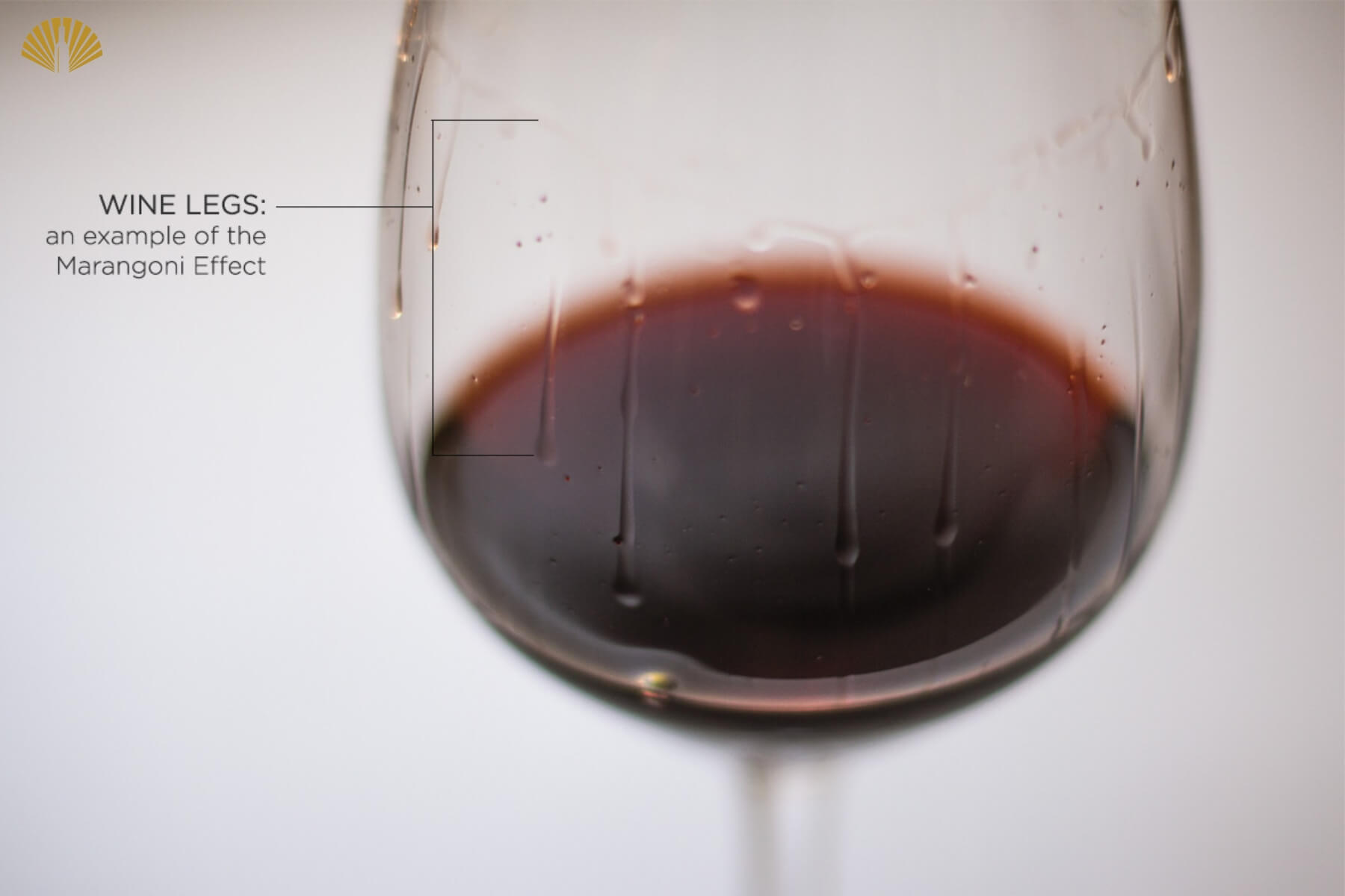 chan-ruou-vang-wine-legs-1