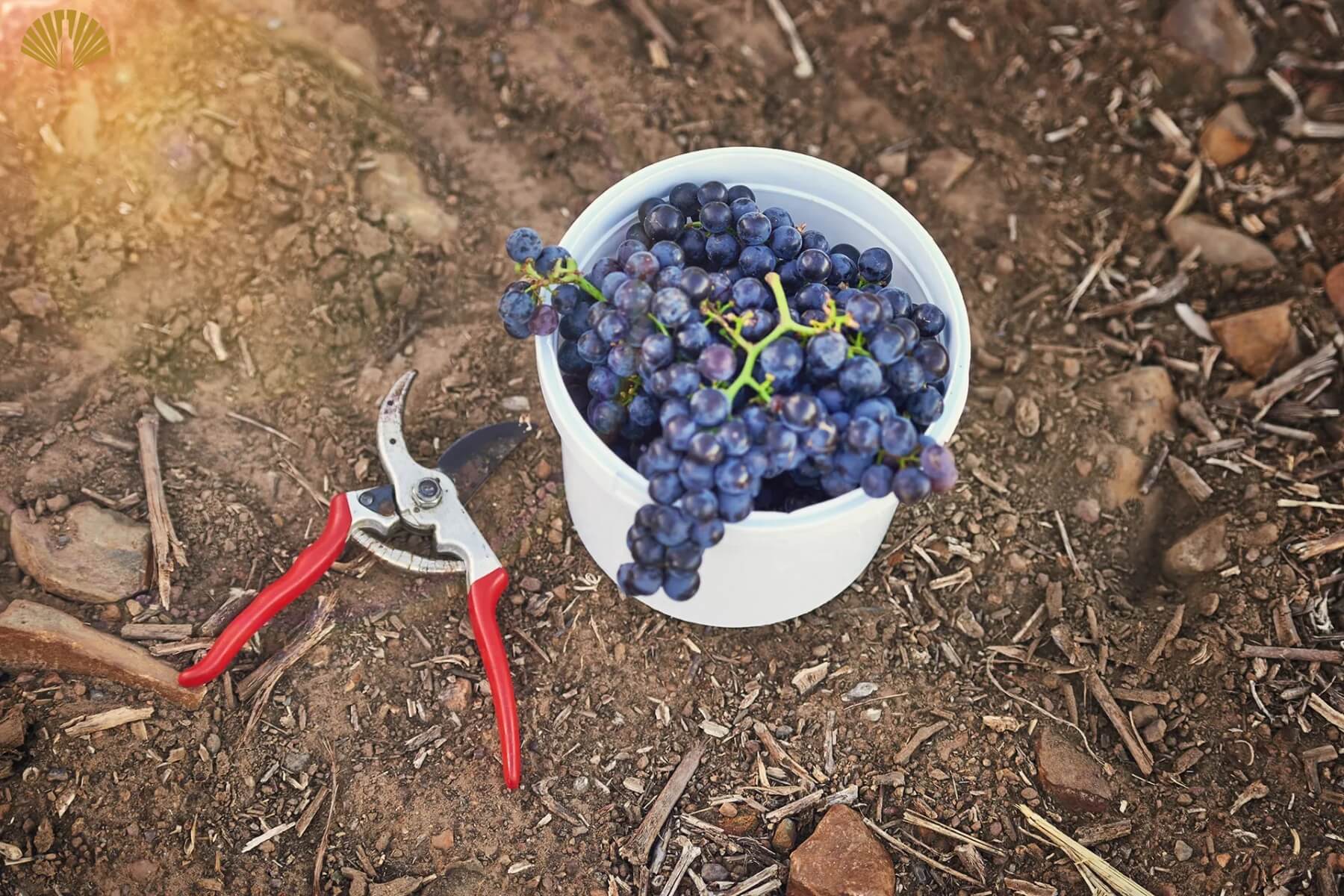 terroir-trong-ruou-vang-2