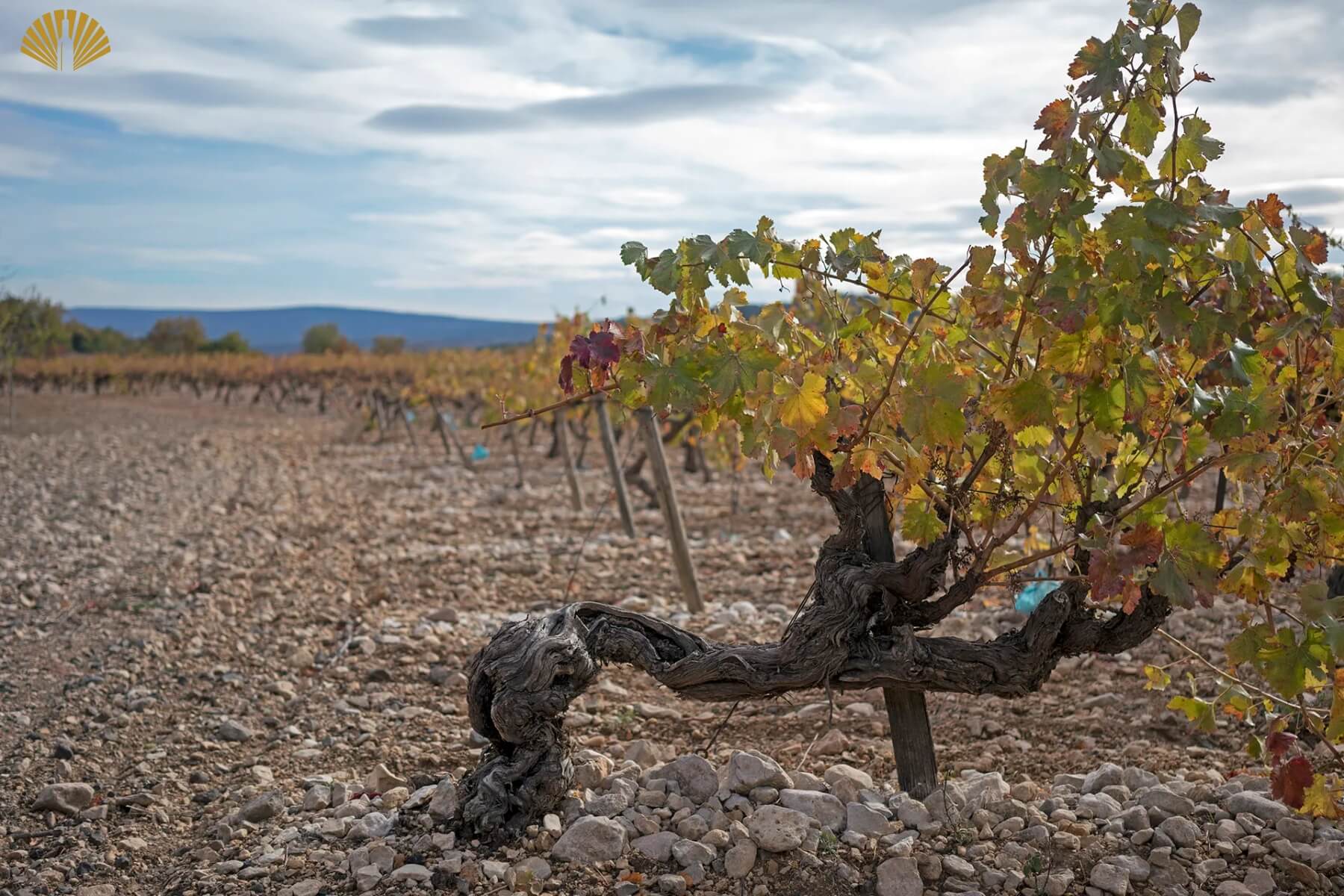 terroir-trong-ruou-vang-3